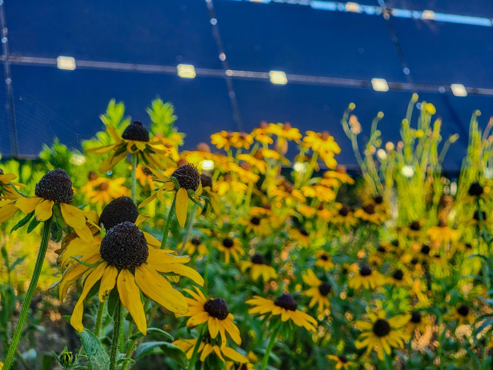 Pollinator habitat