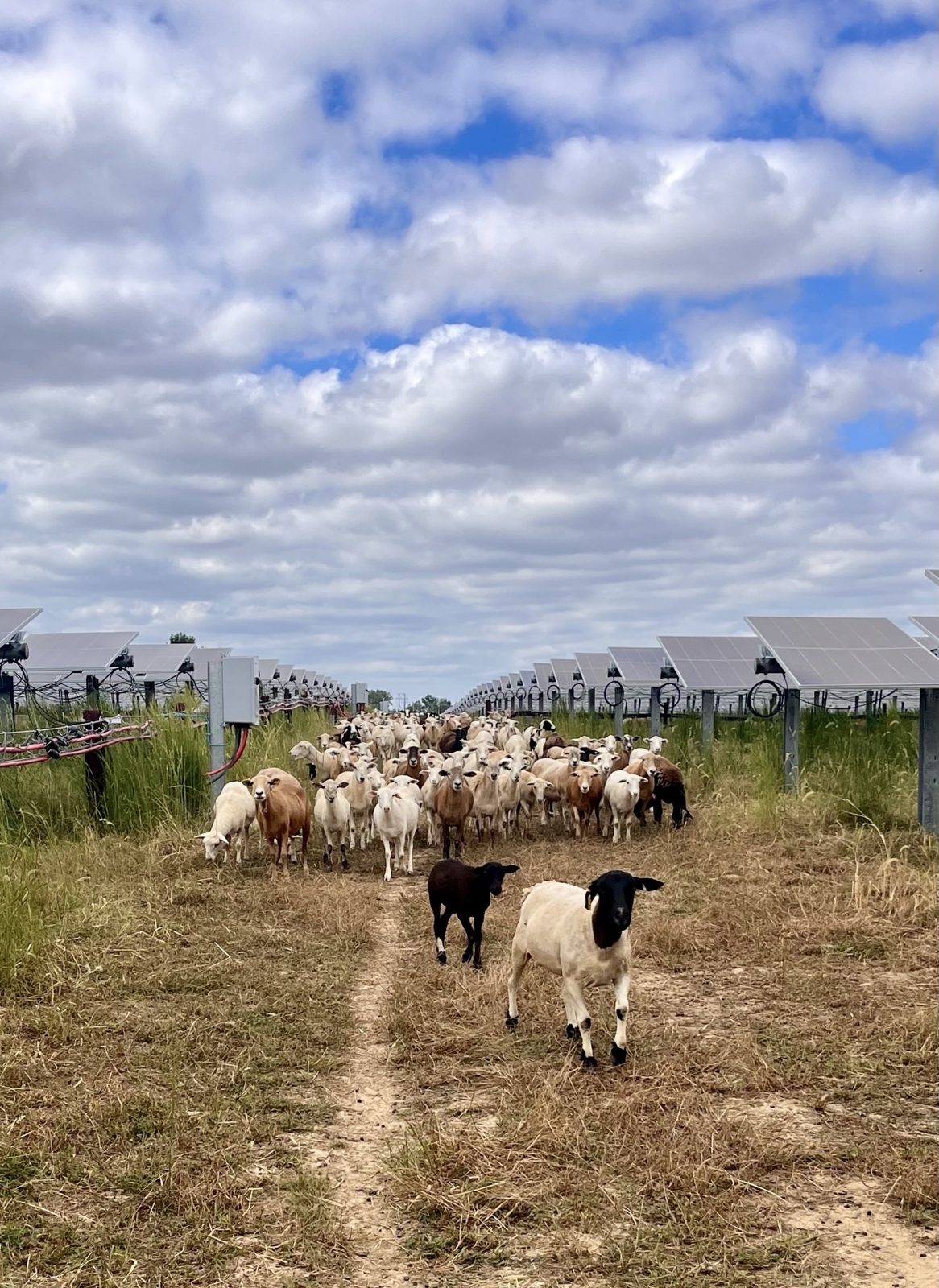 Solar site in Illinois, 189 MWdc
